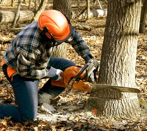 Tree Removal in Angle Inlet, MN